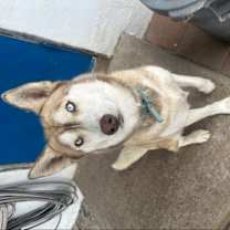 Thumbnail photo of Luna #2