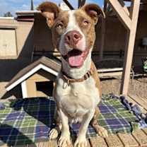 adopt-pet