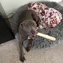 Thumbnail photo of Jazzy #2