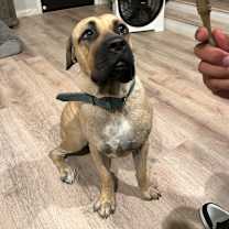 Thumbnail photo of Nala #3