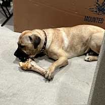 Thumbnail photo of Nala #4