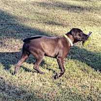 Thumbnail photo of Frito #4