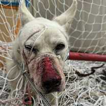 Thumbnail photo of Tonka #4