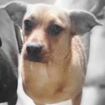 Thumbnail photo of Tinkerbell #1