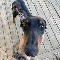 Thumbnail photo of Valentino #1