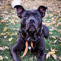 Thumbnail photo of Graham #3