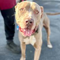 Thumbnail photo of Foster or Adopt me! #3