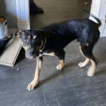 Thumbnail photo of Tango #2