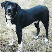 Thumbnail photo of Biggie #1