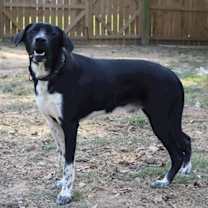 Thumbnail photo of Biggie #3