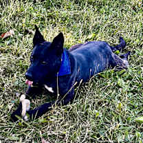 Thumbnail photo of Kong #2