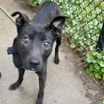 Thumbnail photo of Kong #3