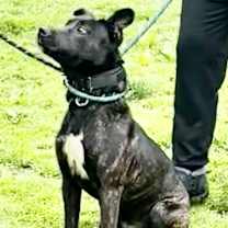 Thumbnail photo of Kong #4