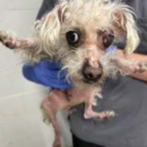 Thumbnail photo of MR. BEAN #2