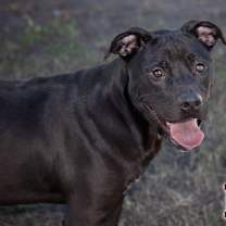 Thumbnail photo of Bo #1