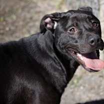 Thumbnail photo of Bo #2