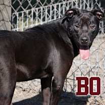 Thumbnail photo of Bo #3