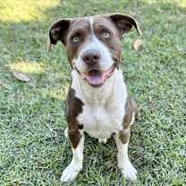 Thumbnail photo of Chucky [Foster Home] #1