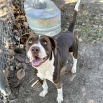 Thumbnail photo of Chucky [Foster Home] #2