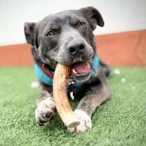 Thumbnail photo of Lenny #3