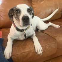 Thumbnail photo of Griffin #2