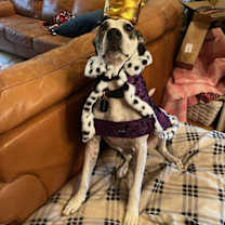 Thumbnail photo of Griffin #3