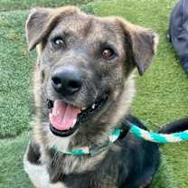 Thumbnail photo of Sasha #4