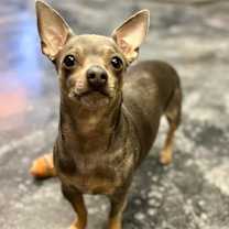 Thumbnail photo of Milo #2