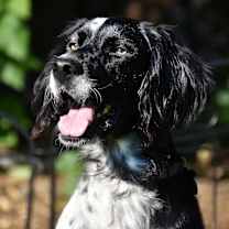 Thumbnail photo of Winston-Illinois #1