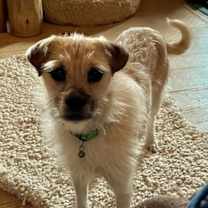 Thumbnail photo of Buffy #1