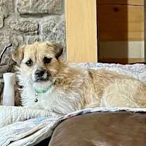 Thumbnail photo of Buffy #2