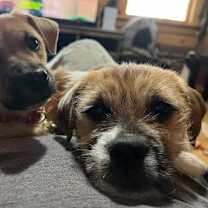 Thumbnail photo of Buffy #3