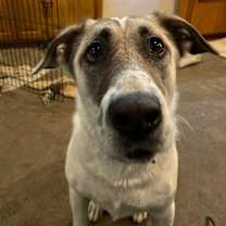 Thumbnail photo of Dolly #4