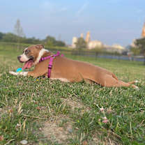 Thumbnail photo of Sita #3