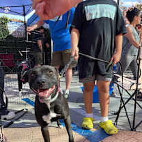 Thumbnail photo of TURTLE #4