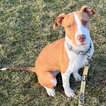 Thumbnail photo of OPAL #1