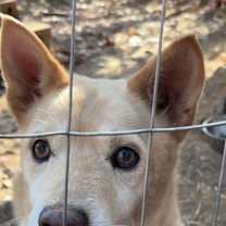 Thumbnail photo of Dakota #1