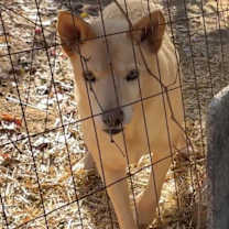 Thumbnail photo of Dakota #2