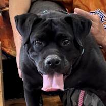 Thumbnail photo of Chili Pepper #1