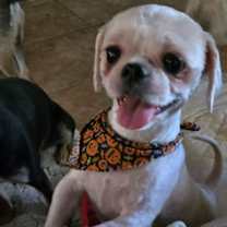 Thumbnail photo of Hazel #1