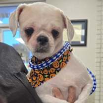 Thumbnail photo of Hazel #3