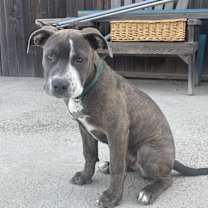 Thumbnail photo of Scooby #2