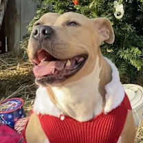 Thumbnail photo of Harper #2