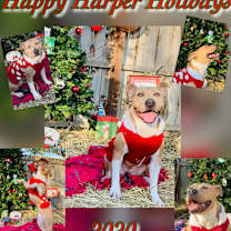 Thumbnail photo of Harper #3