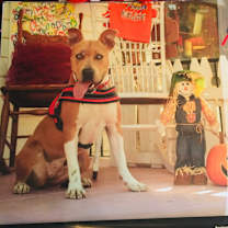 Thumbnail photo of Harper #4