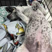 Thumbnail photo of Scotty #3