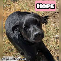 Thumbnail photo of Hope #1
