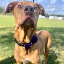 Thumbnail photo of Teddy #2