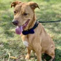 Thumbnail photo of Teddy #3