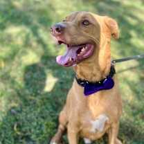 Thumbnail photo of Teddy #4